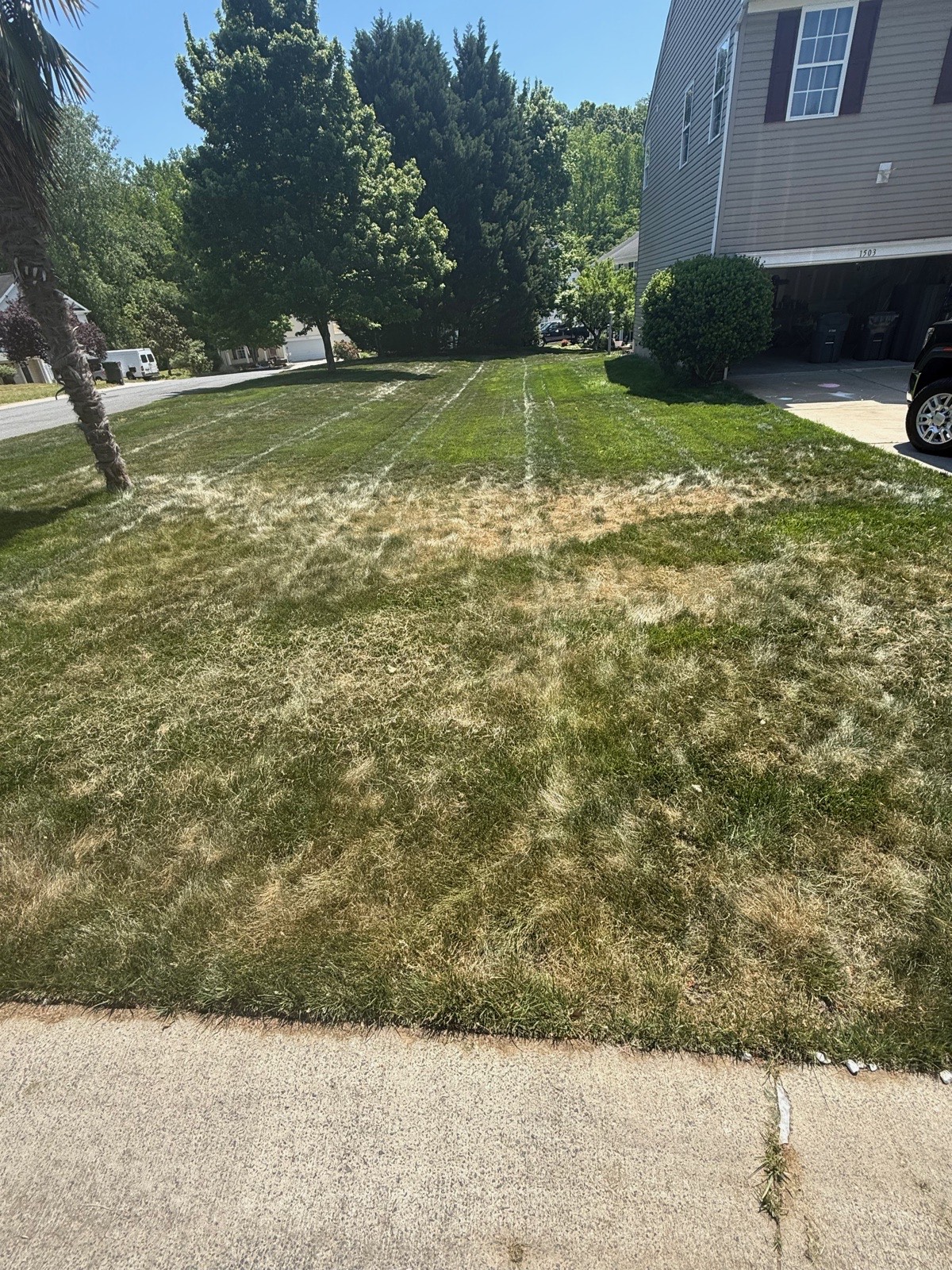 Before renovation: a thin, heat-stressed front lawn with large straw-colored patches